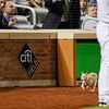 Kitty Field Video: Cat Steals Show At Mets Home Opener